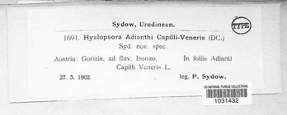 Hyalopsora adianti-capilli-veneris image